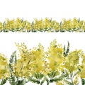 Mimosa, yellow plants, leaves and flowers, seamless border, botanical watercolor